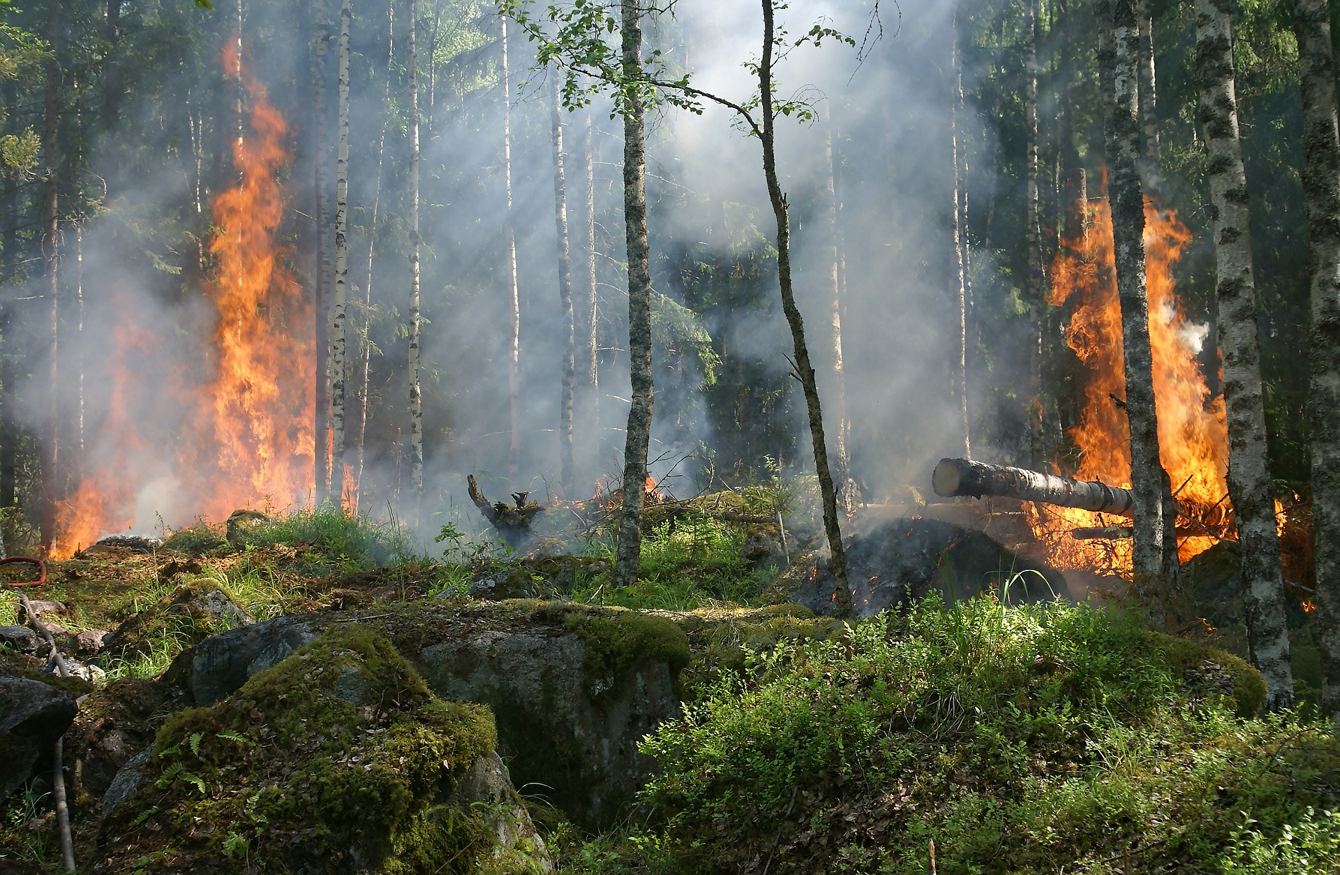 Ilustracja do informacji: Zagrożenie pożarowe w lasach
