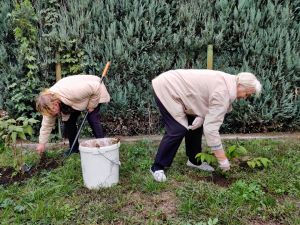 Miniatura zdjęcia: dwie starsze panie plewią trawę